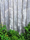 Beautyful garden plants leaves green foliage natural floral plant and grey brown wood fence in sunlight Royalty Free Stock Photo