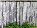 Beautyful garden plants leaves green foliage natural floral plant and grey brown wood fence in sunlight Royalty Free Stock Photo