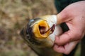 beautyful healthy big fish never catched before. Carp with open mouth Royalty Free Stock Photo