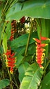 Beautyful Heliconia Rostrata, The Hanging Lobster Claw Or False Bird Of Paradise