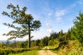 Beautyful lane in Blackforest