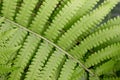 Beautyful leaf of fern is close-up background