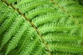 Beautyful leaf of fern (Cyathea lepifera) is close-up background