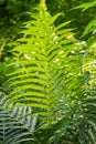 Beautyful leaf fern texture. Background of green foliage of natural floral fern Royalty Free Stock Photo