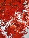 Beautyful maple leafs flutter