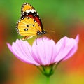 Beautyful monarch butterfly on flower