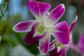Beautyful Orchid flower