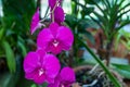 Beautyful Orchid flower