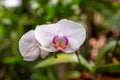 Beautyful Orchid flower