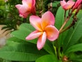 Beautyful Pink flower shoot on my garden ,bihar India Saran