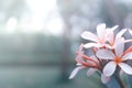 Beautyful Plumeria flower on nature background Royalty Free Stock Photo