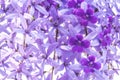 Beautiful purple wreath vine flower on blurred background