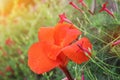 Beautyful red Canna flowers background asia flower image Royalty Free Stock Photo