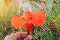 Beautyful red Canna flowers background asia flower image Royalty Free Stock Photo