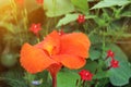 Beautyful red Canna flowers background asia flower image Royalty Free Stock Photo