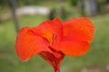 Beautyful red Canna flowers background asia flower image Royalty Free Stock Photo