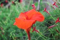 Beautyful red Canna flowers background asia flower image Royalty Free Stock Photo