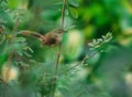 The beautyful alone bird Royalty Free Stock Photo