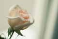 Beautyful rose on the whire background