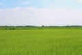 Beautyful scenery of green rice fields in the countryside.