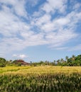 Beautyful scenery of rice fields and blue sky in sunny day at my village