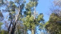 Madeira Island Blue Garden and Trees, Santo AntÃ³nio da Serra Winter Royalty Free Stock Photo