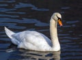 Beautyful swan on a lake Royalty Free Stock Photo