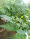 beautyful tree leaves and fresh cayenne fruit are bright green in the yard of the house?