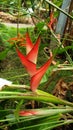 Beautyful tropical flower, Heliconia bihari
