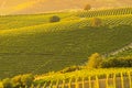 Vineyard landscape in langhe barolo area italy