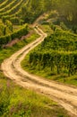 Vineyard landscape in langhe barolo area italy