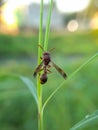 Beautyful washp on blurred background.insect,animal,fauna