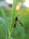 Beautyful washp on blurred background.insect,animal,fauna