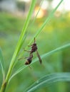 Beautyful washp on blurred background.insect,animal,fauna