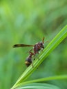 Beautyful washp isolated on blurred background.insect,animal,fauna