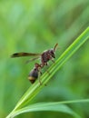 Beautyful washp isolated on blurred background.insect,animal,fauna