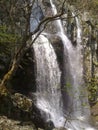 Beautyful waterfall, green forest tree