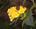 Beautyful Yellow Flower help happy Royalty Free Stock Photo