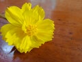 beautyful yellow flower from indonesia Royalty Free Stock Photo