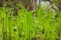 Beautyful young ferns leaves green foliage growing in spring forest. natural floral fern background Royalty Free Stock Photo