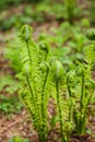 Beautyful young ferns leaves green foliage growing in spring forest. natural floral fern background Royalty Free Stock Photo