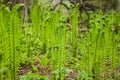 Beautyful young ferns leaves green foliage growing in spring forest. natural floral fern background Royalty Free Stock Photo