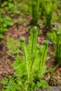 Beautyful young ferns leaves green foliage growing in spring forest. natural floral fern background Royalty Free Stock Photo