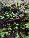 Beautyfull animal millipedes walking in the grass