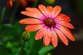 beautyfull daisy flower having nature shower