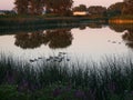 beautyfull evening with canadian geese
