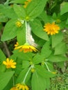 Beautyfull flower and caterpillar