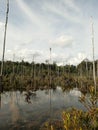 beautyfull forest with transparant water in penarik village daik lingga riau indonesia Royalty Free Stock Photo