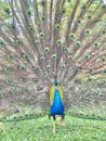 beautyfull male black winged peacock