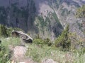 A beautyfull mountainous jungle view of gilgit pakistan.